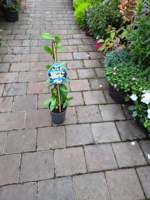 Star Jasmine