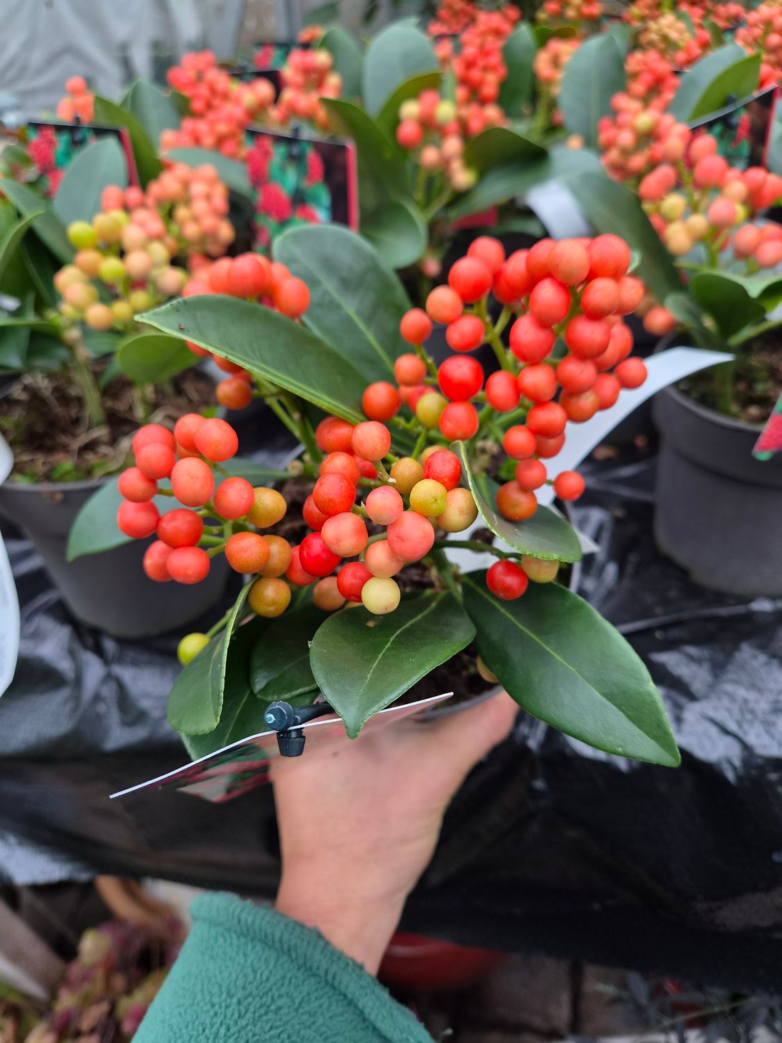 Skimmia Olympic Flame