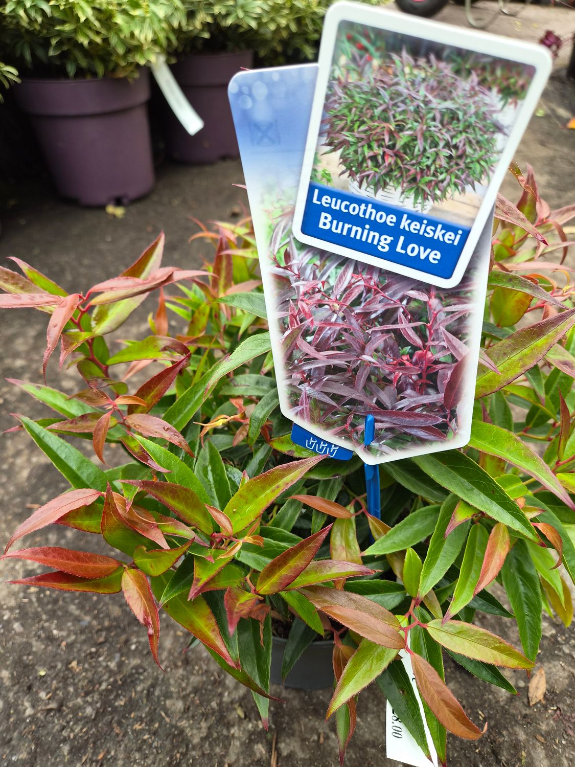 Leucothoe Keiskei 'Burning Love'