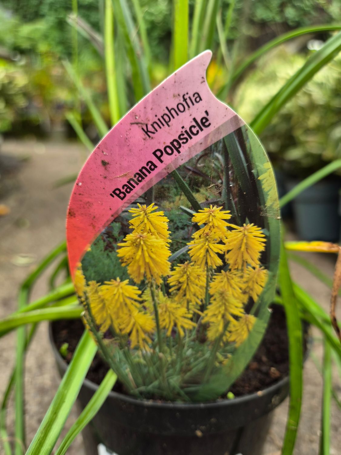 Kniphofia 'Banana Popsicle'