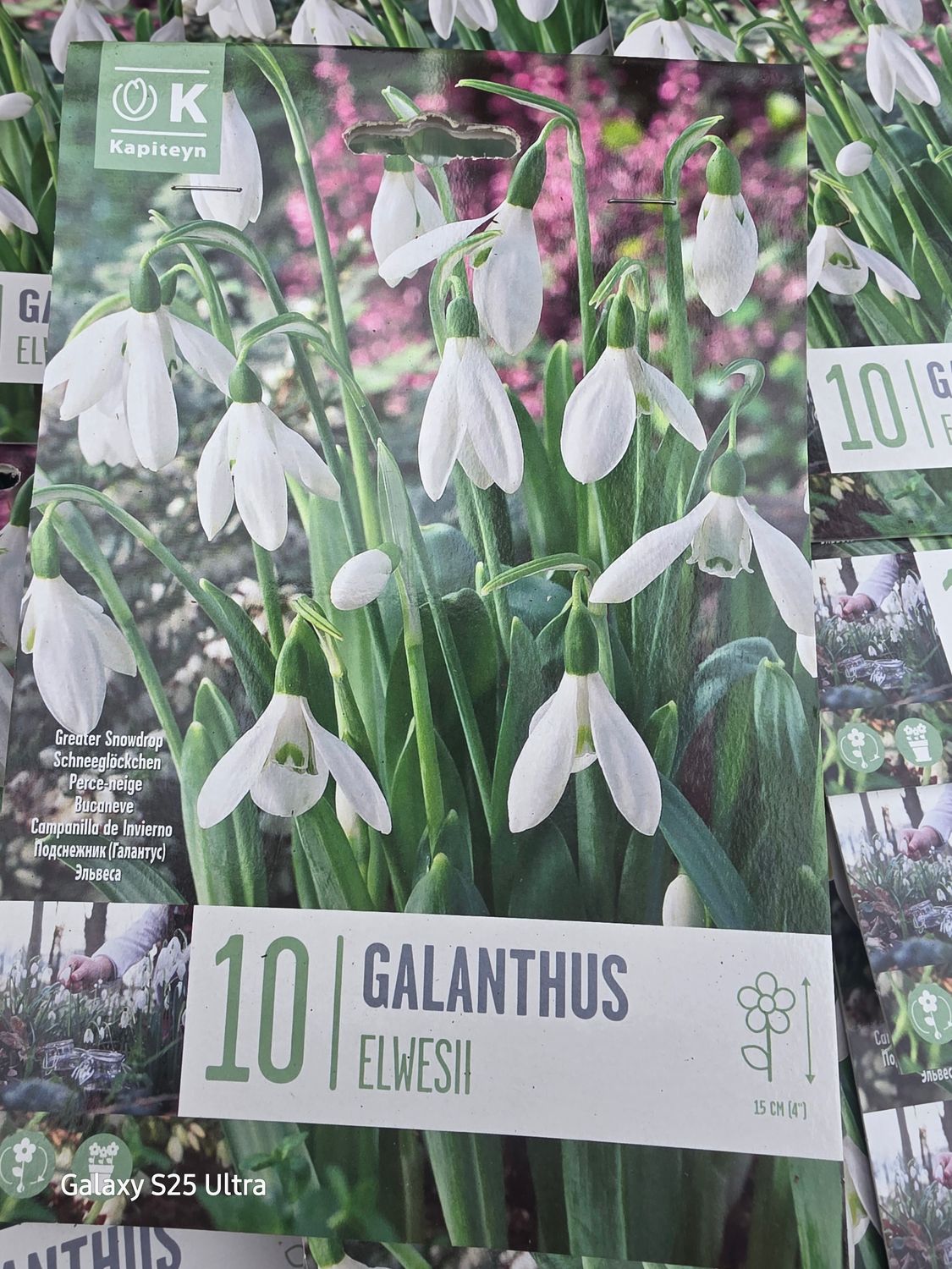 10 Snowdrops