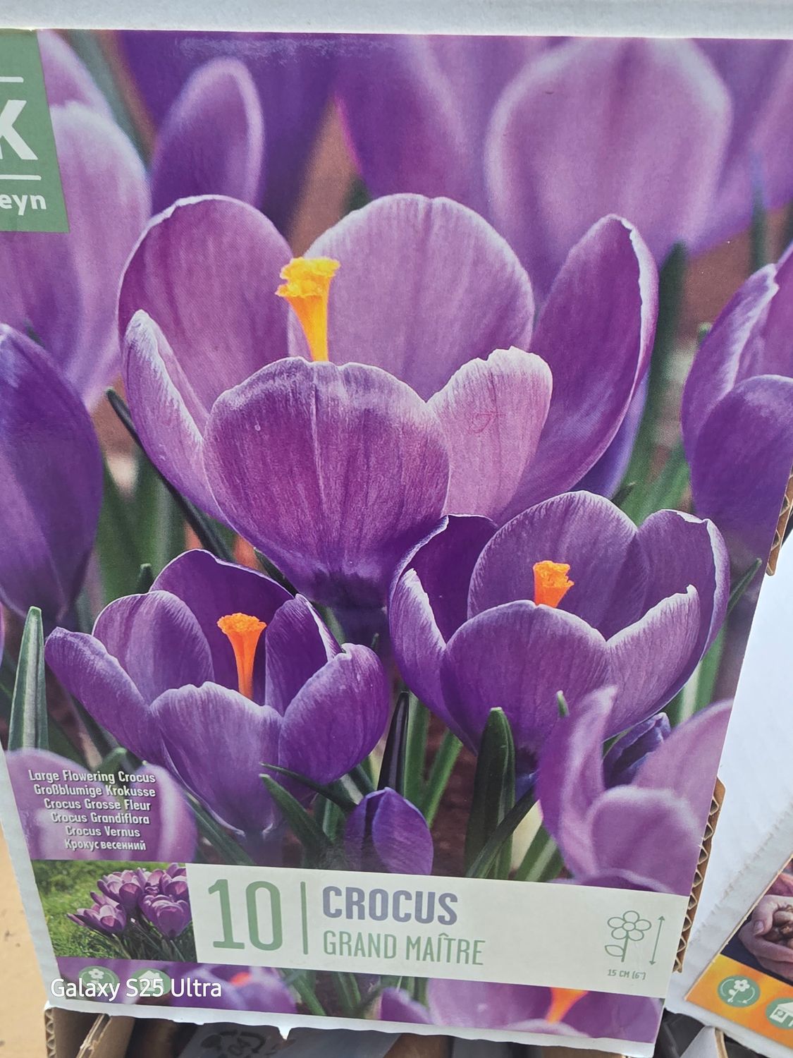 10 crocus "Grand Maitre"