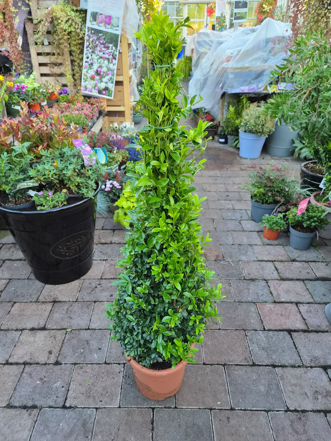 Ilex Cren. Caroline