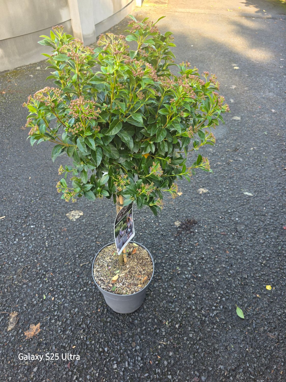 Virburnum Tinus Trunk mini Tree Large size