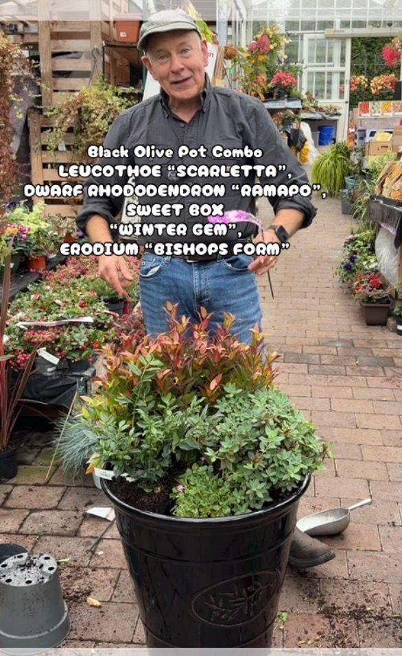 DIY KIT supplied with Pot 55 Cm…and plants ..follow video to plant,Black Olive Pot Combo