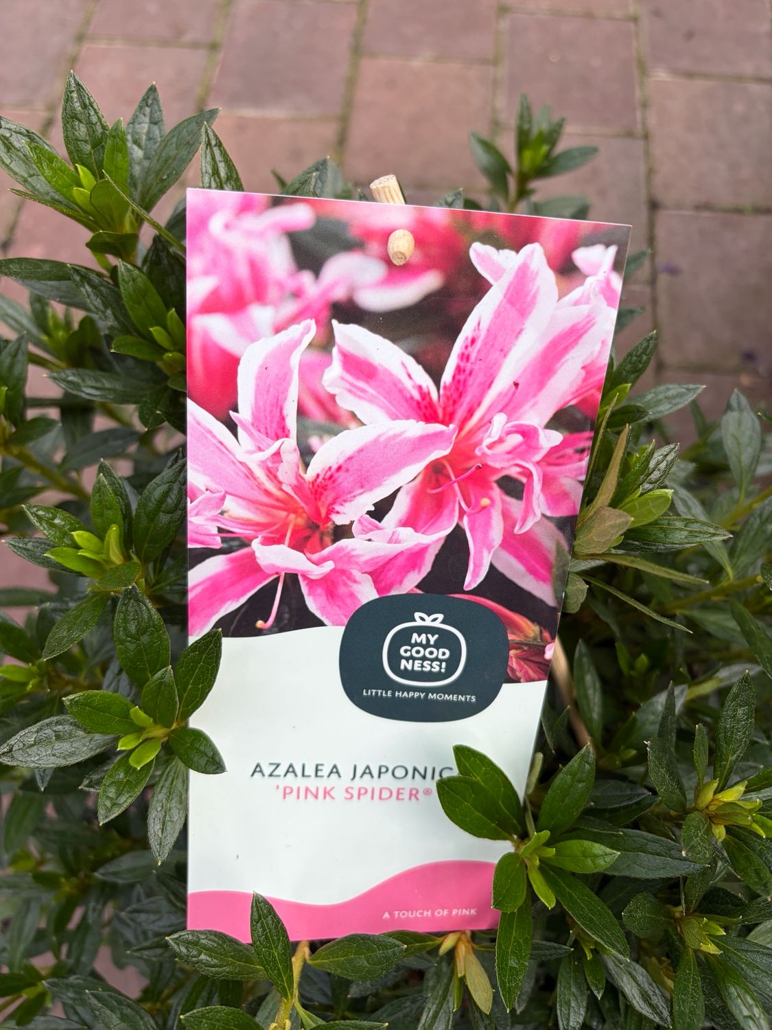 Azalea Pink Spider .. dwarf evergreen shrub with large deep White flowers striped pink in spring. Ideal in pots, beds or rockeries.Winter hardy and tough. Strong pot grown batch