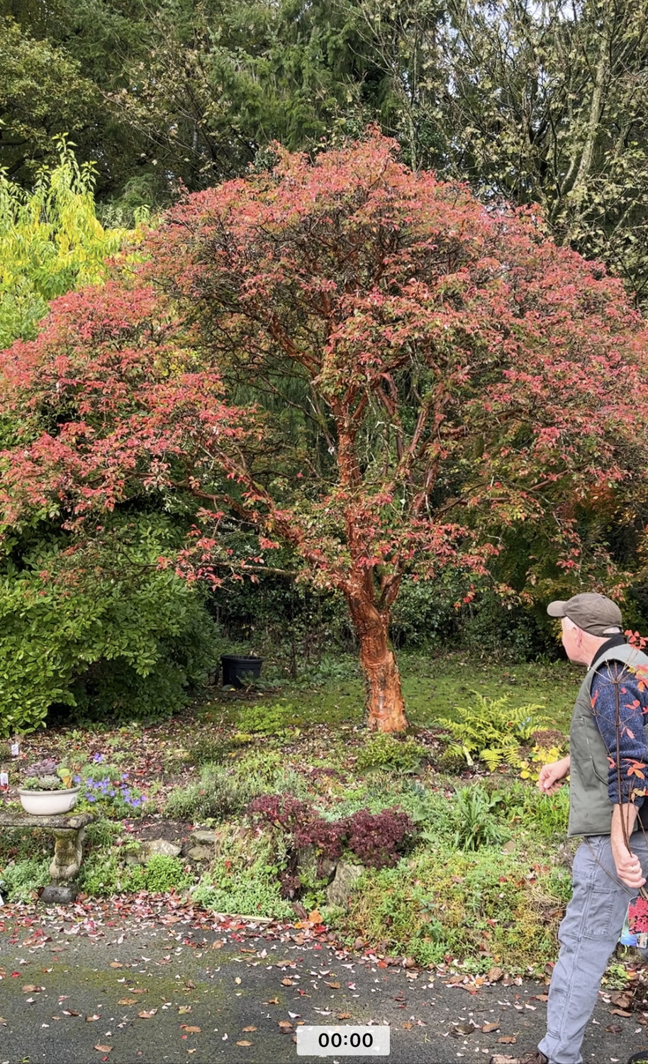 Acer ''Griseum'' XL SIZE Chinese Paperbark Maple