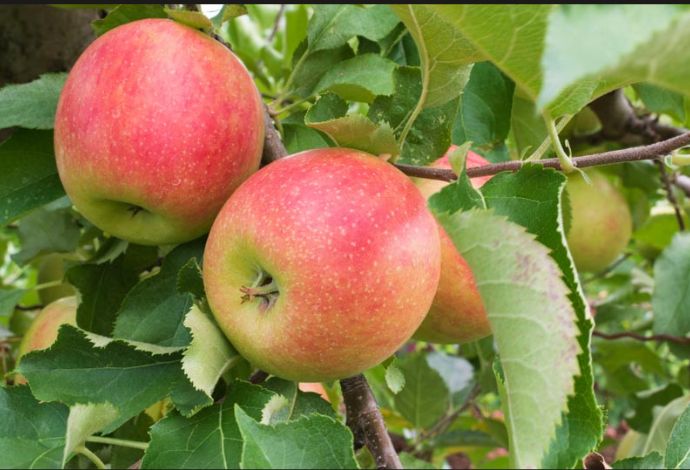 Malus domestica 'Jonagold' (Semi-Dwarf Apple)