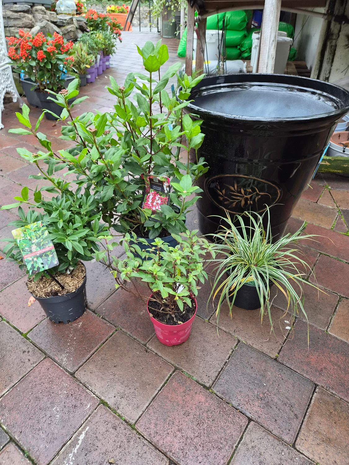 DIY BLACK OLIVE POT COMBO .Incudes Black Olive Pot 55 Cm and plants as per video for you to plant.