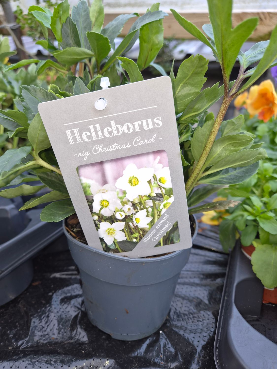 . . Christmas Rose Helleborus ‘Christmas Carol”Hardy Perennial, Flowers In winter and early spring. Good in pots or beds . They love light shade Strong pot grown plants ready for planting