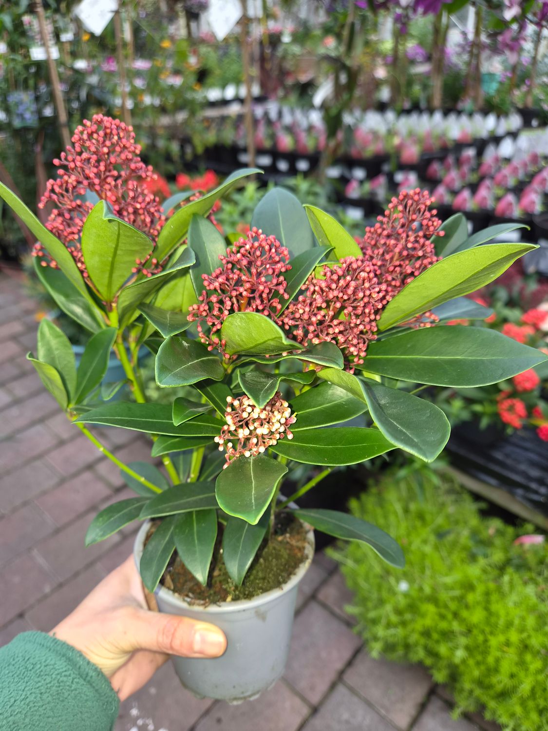 Skimmia Rubella