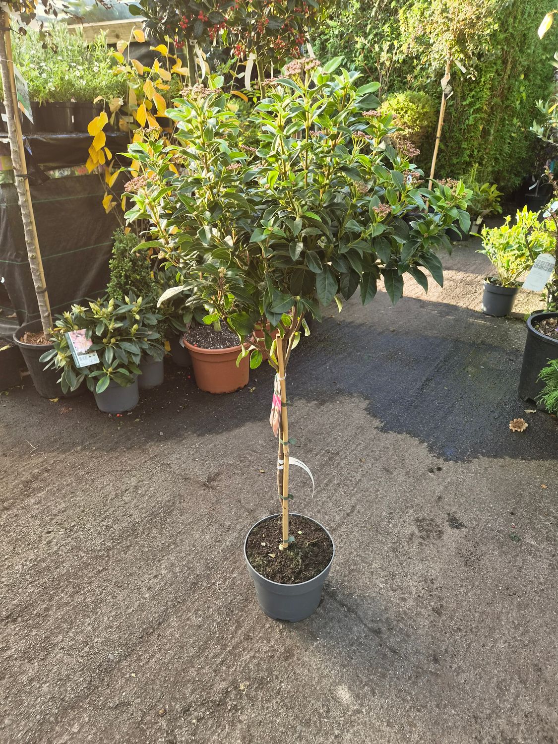 Laurustinus Tree