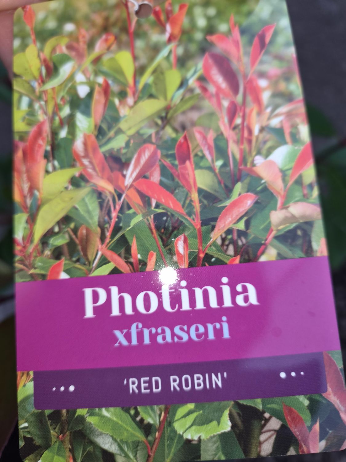 Photinia Fras. 'Red Robin'