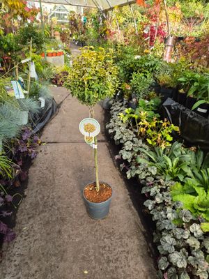 Euonymus 'Emerald Gold' Mini evergreen tree . For pots or beds . Winter hardy..bright green and gold foliage all year.