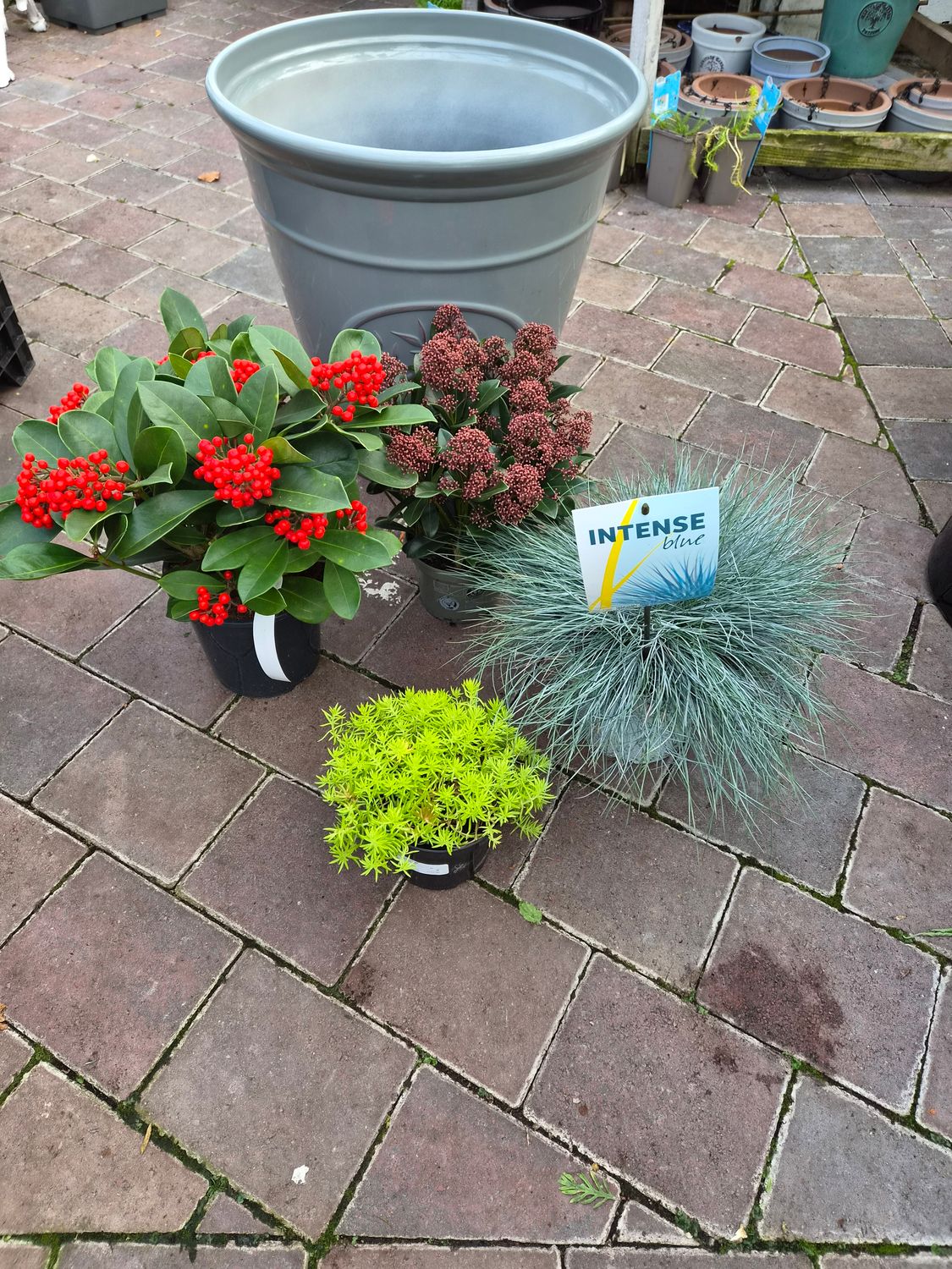 DIY Grey Pot Combo 55cm. Includes Grey Olive Pot 55 Cm and plants as per video for you to plant.