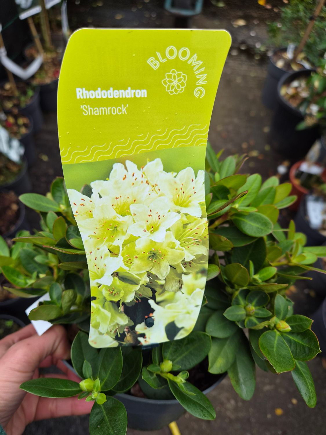 Rhododendron Shamrock Cream