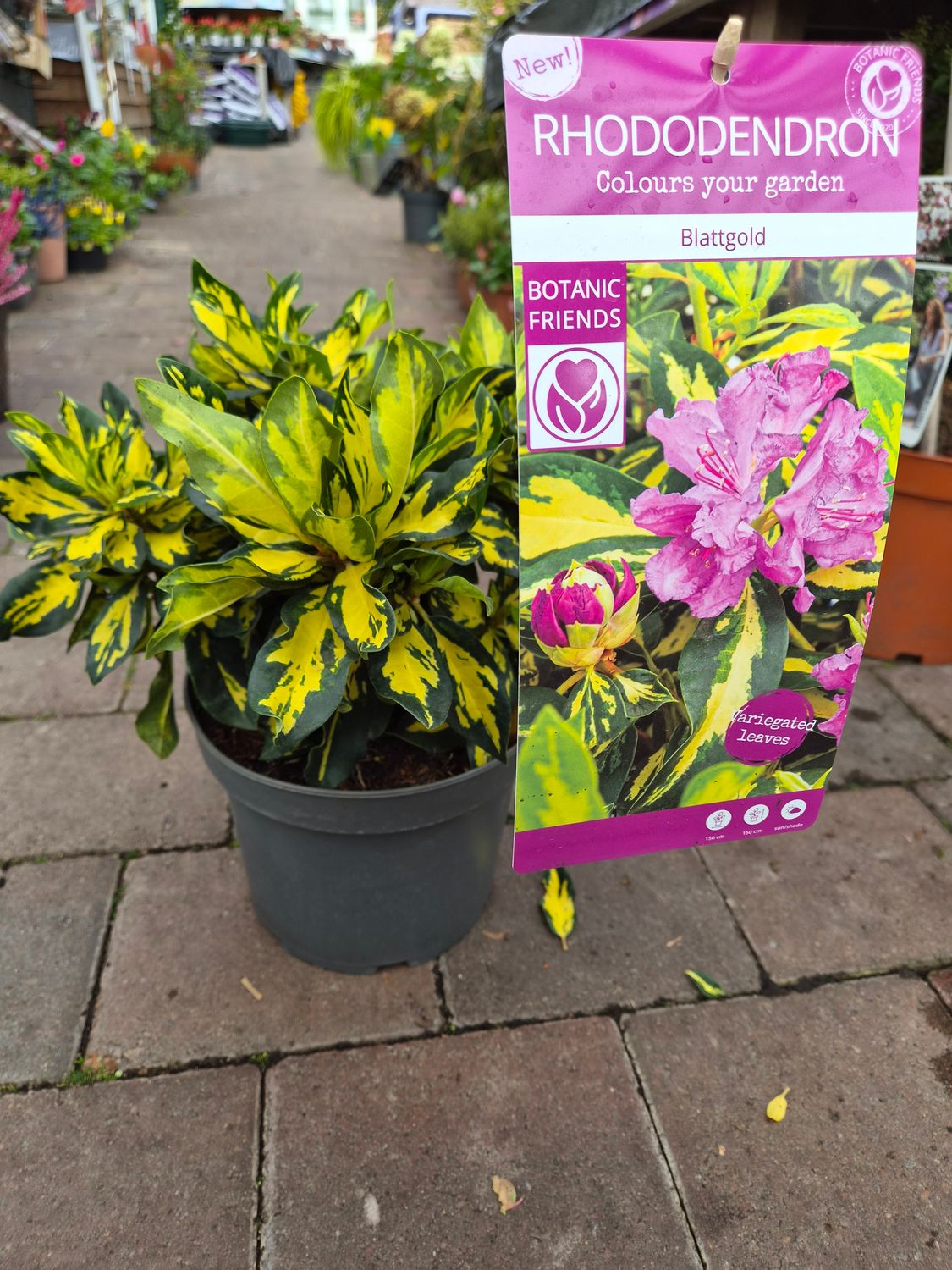 Rhododendron Bloodgood