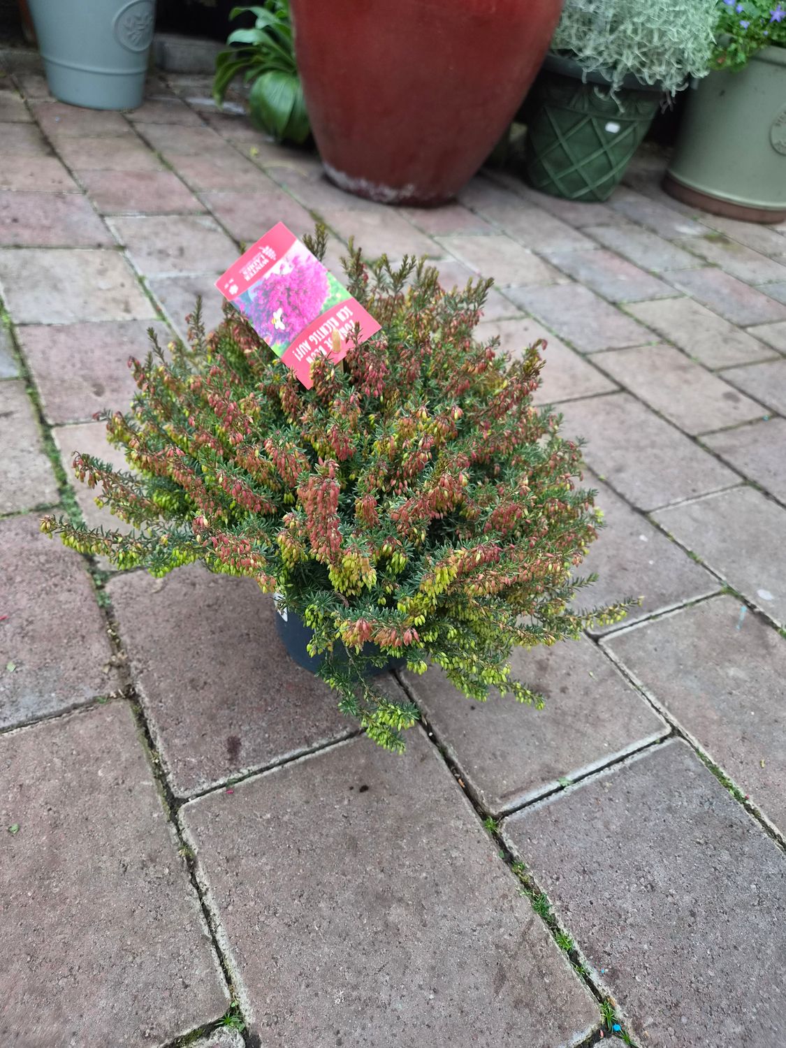 Erica Winter Sarah (extra Large) Red a tough reliable heather that lasts for years . Flowers deep pink /red on winter/early spring