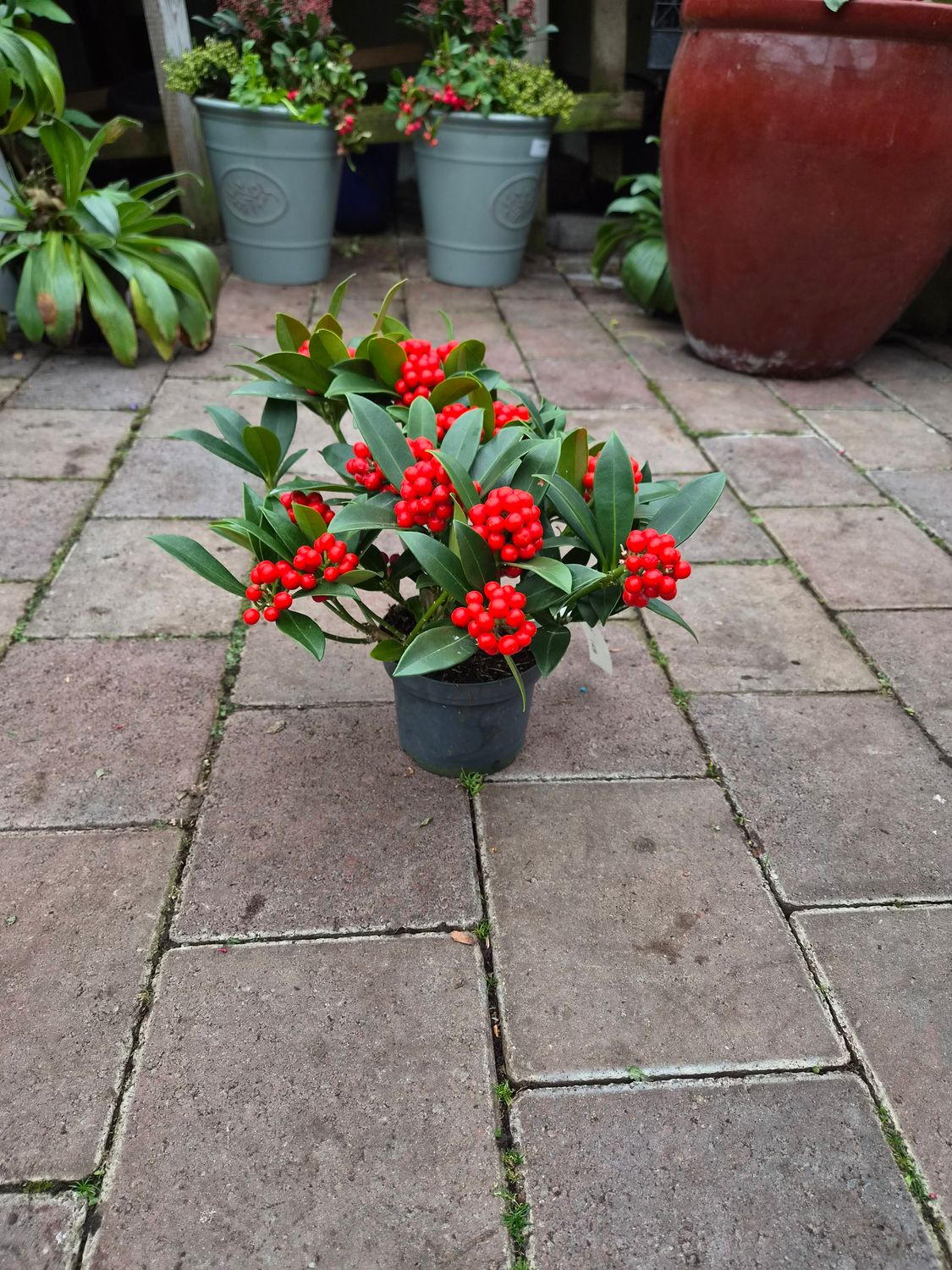 Skimmia 'Olympic Flame'