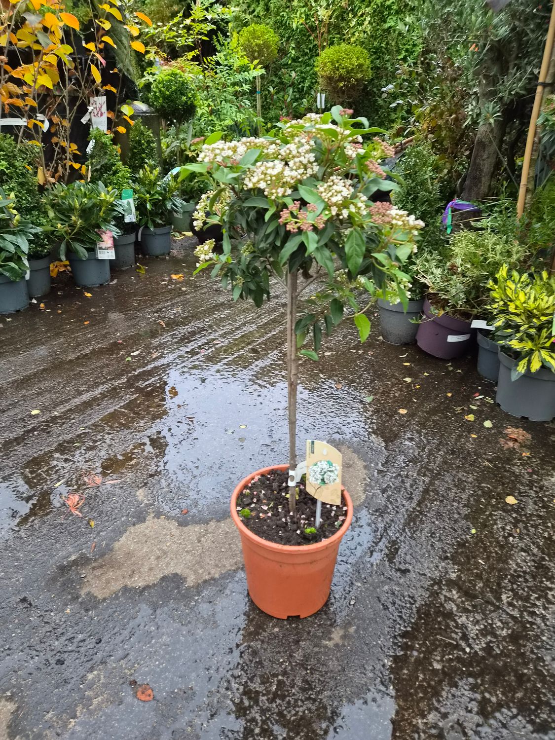 Viburnum Tinus 'Trunk'