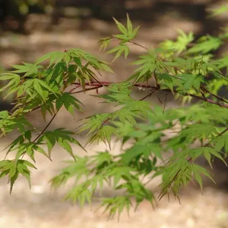 Acer palm. - Japanese Maple 'Dissectum'