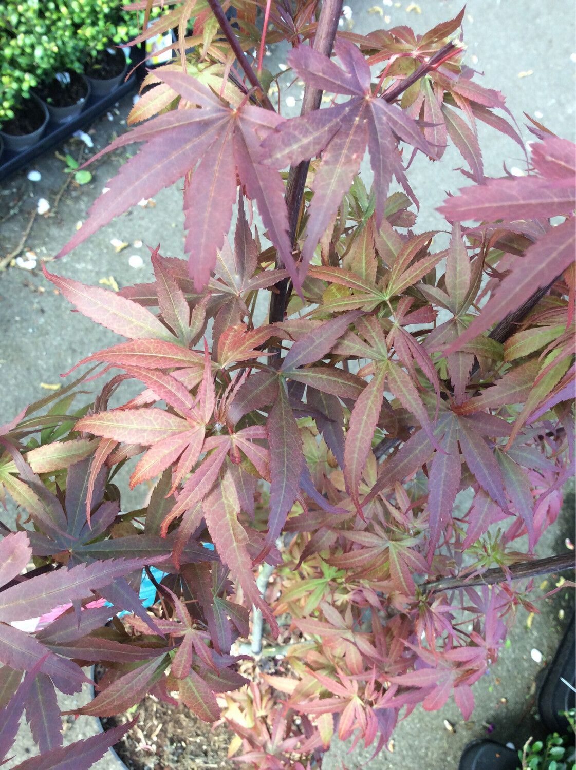 Acer palmatum Japanese Maple “Skeeters Broom”