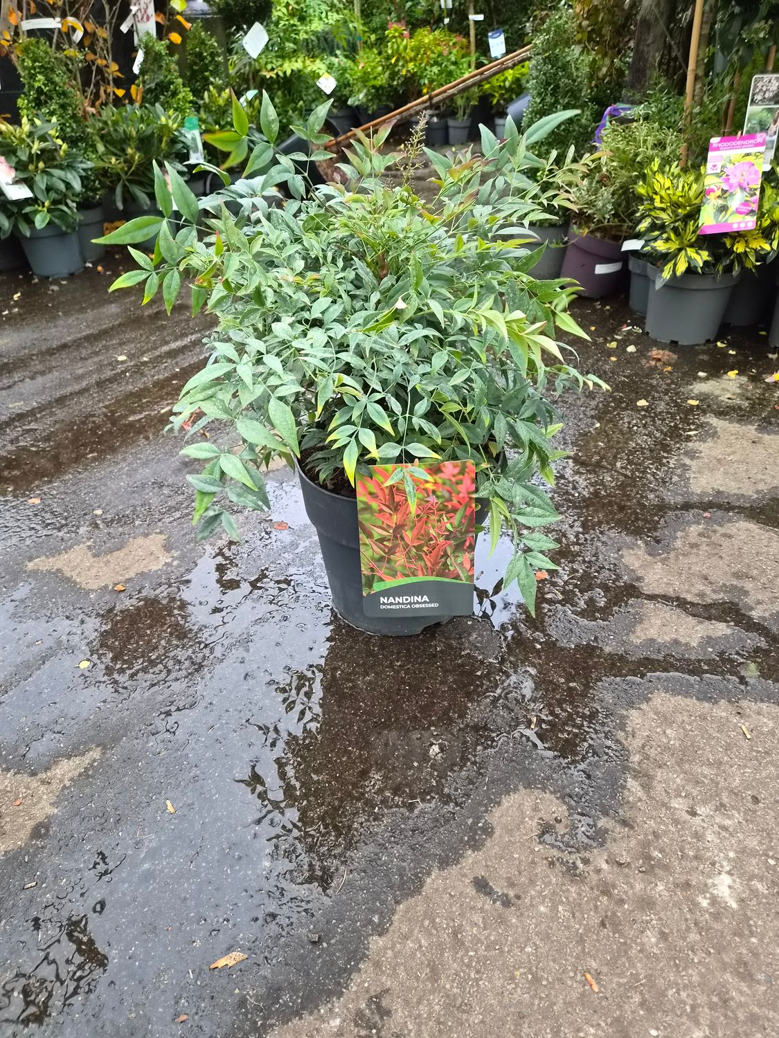 Nandina Domestic 'Obsessed'