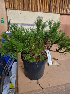 Pinus Mugo Pumilo