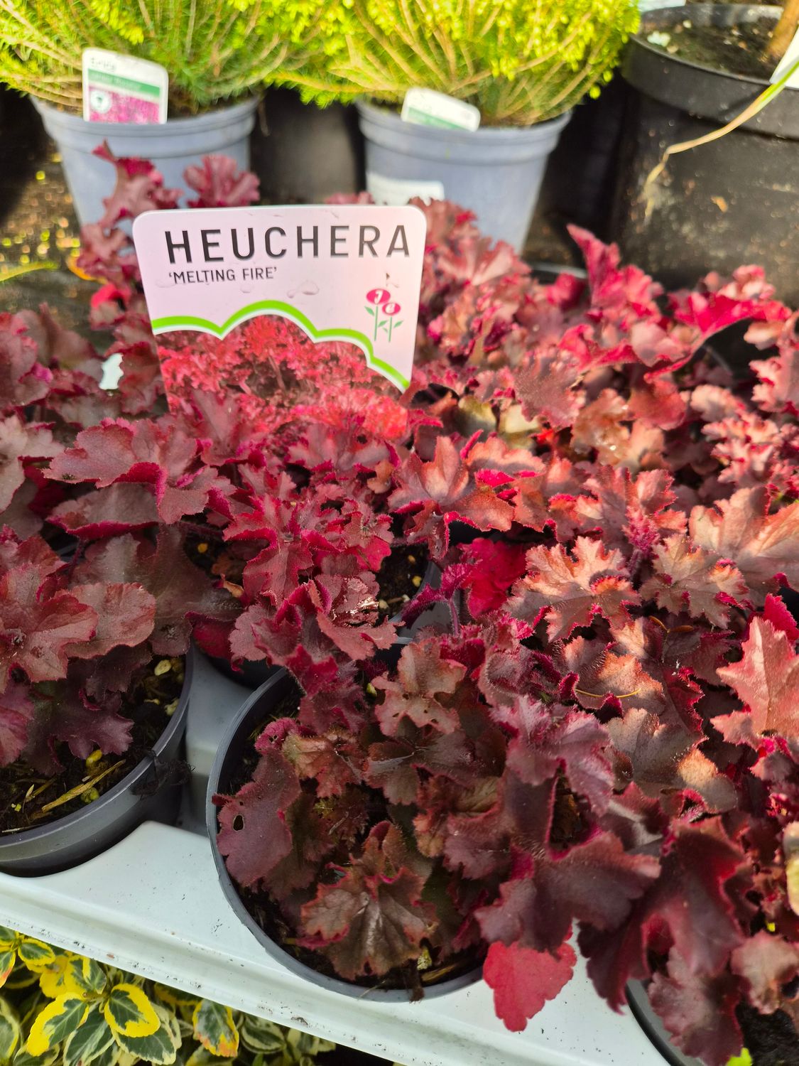 Heuchera 'Melting Fire'