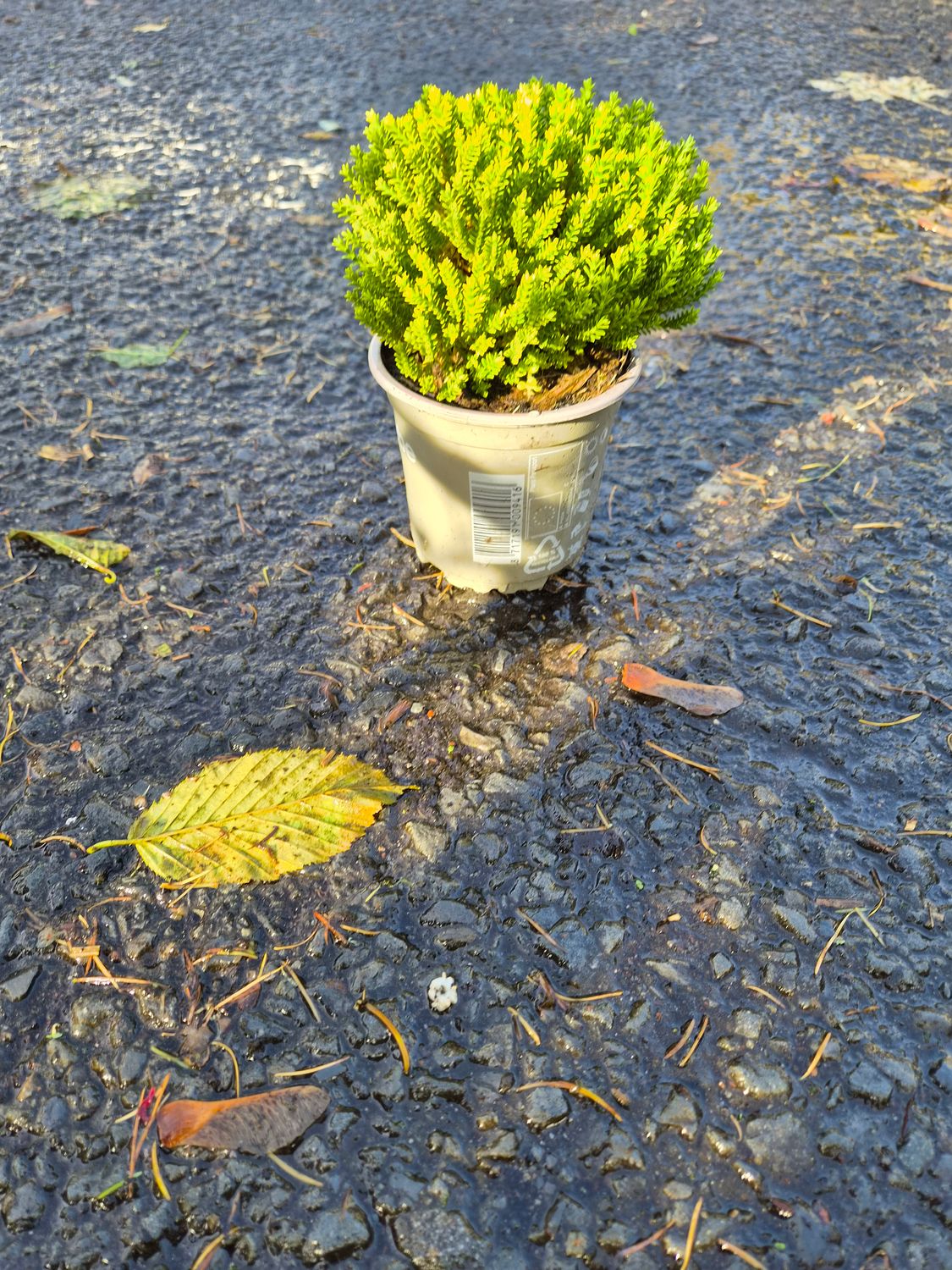 Hebe 'Emerald Green'