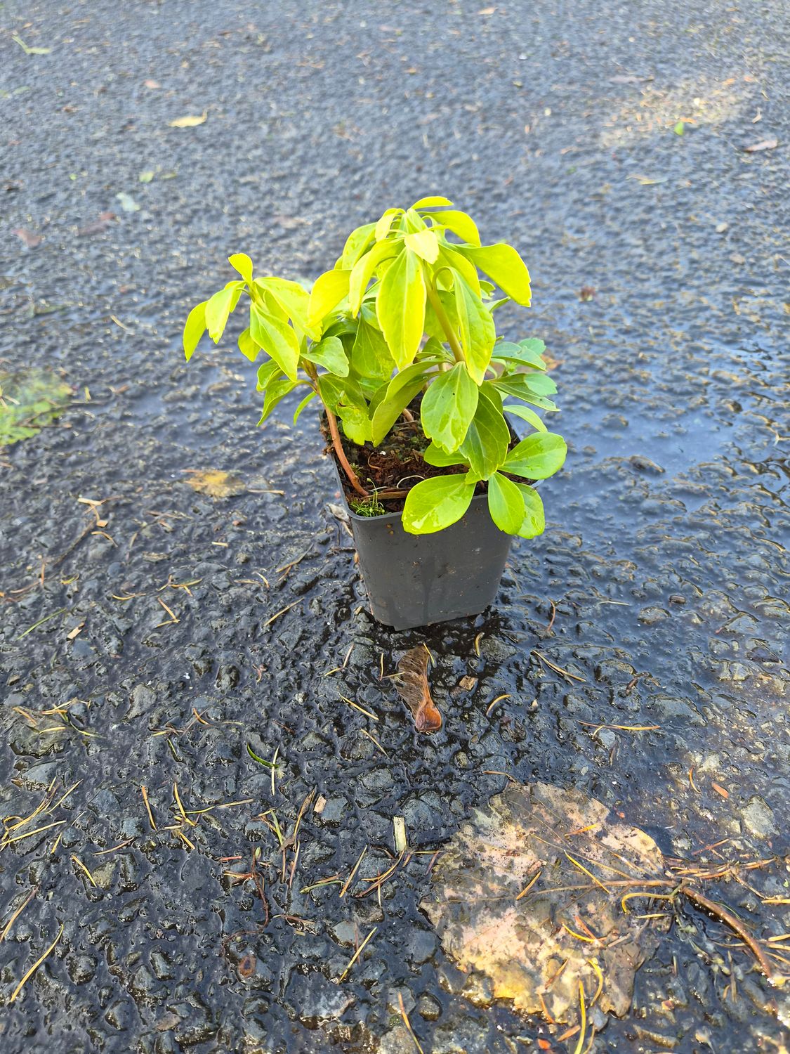 Pachysandra 'Green Sheen'. Japanese Pachysandra is an evergreen perennial ground cover grown primarily for its leathery dark-green leaves that form a dense mat to inhibit weed growth.