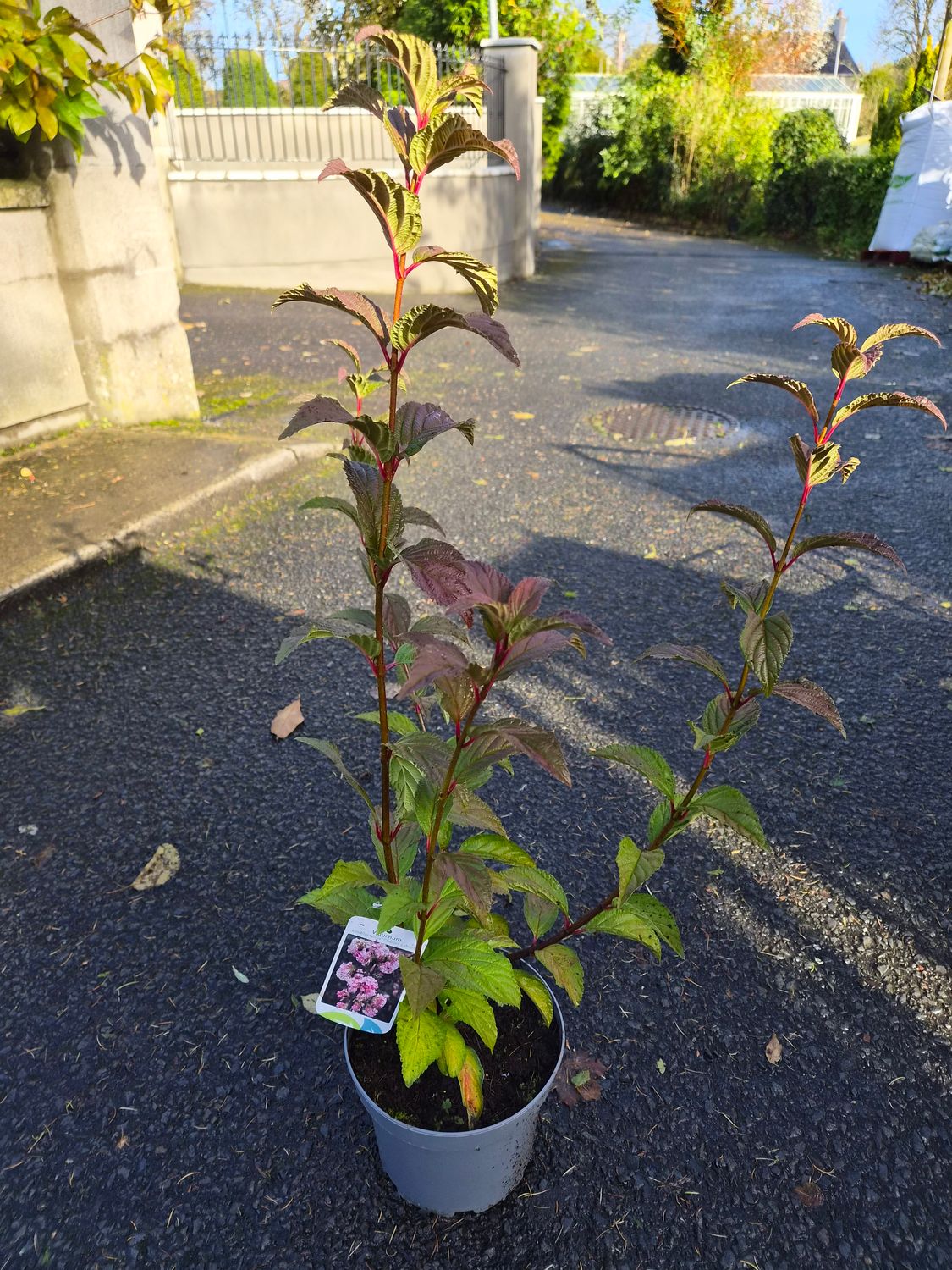 Viburnum Bodn. 'Charles Lamont'