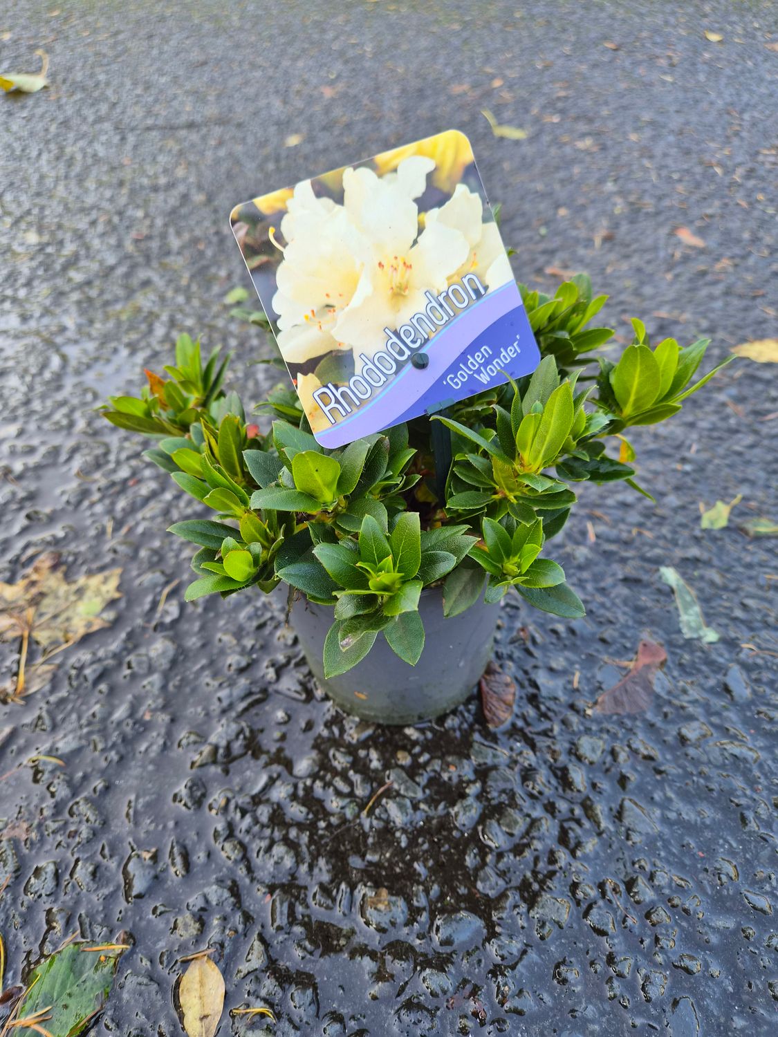 Rhododendron 'Golden Wonder'