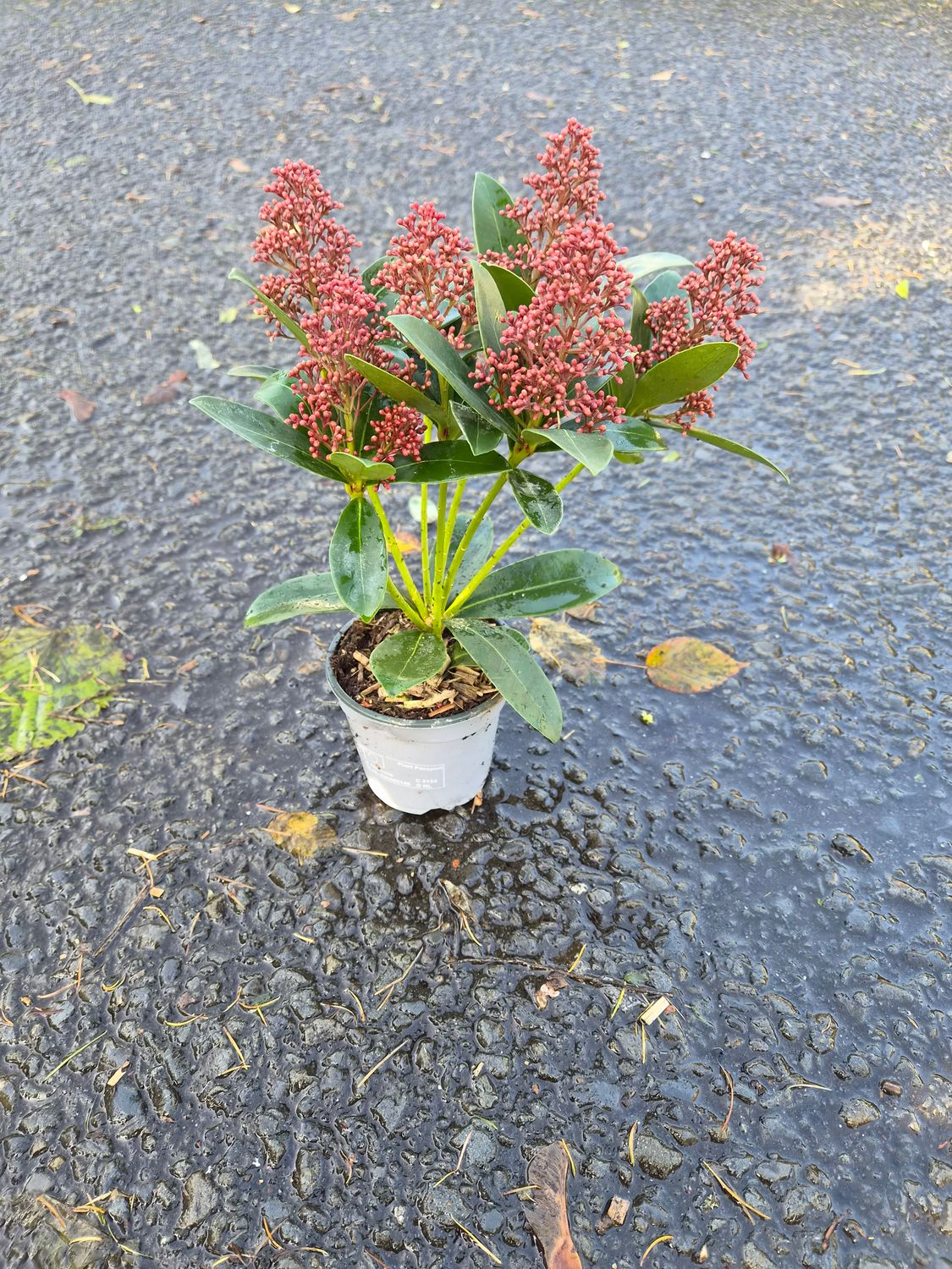 Skimmia Jap. 'Rubella'