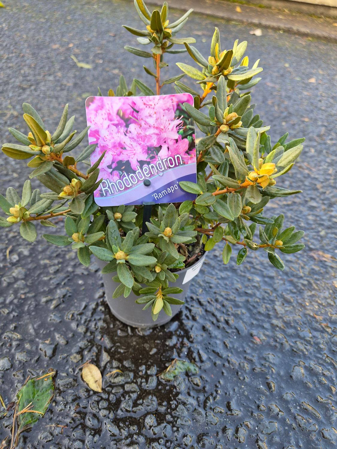 Rhododendron 'Ramapo'