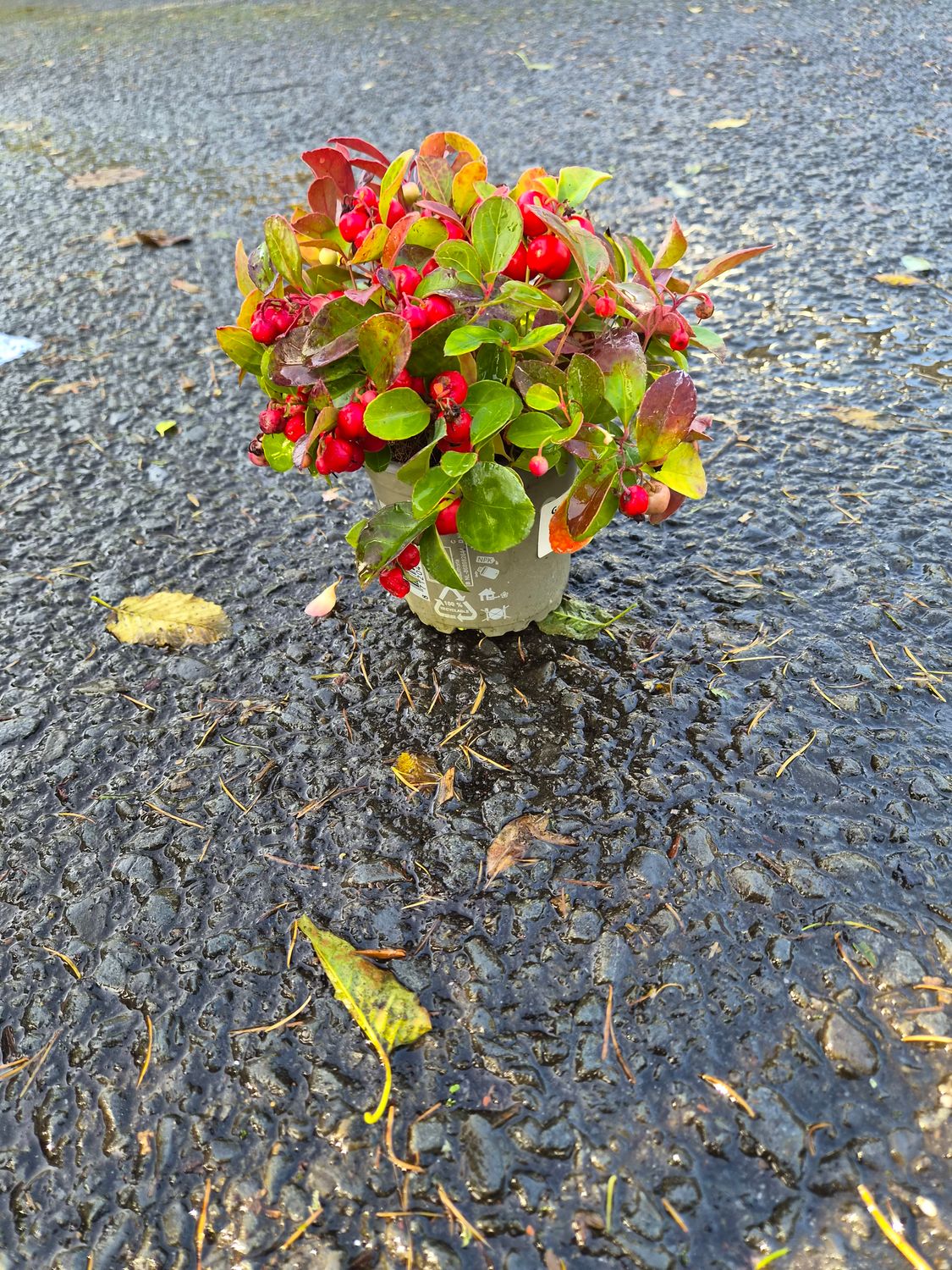 Gaultheria Procumbens