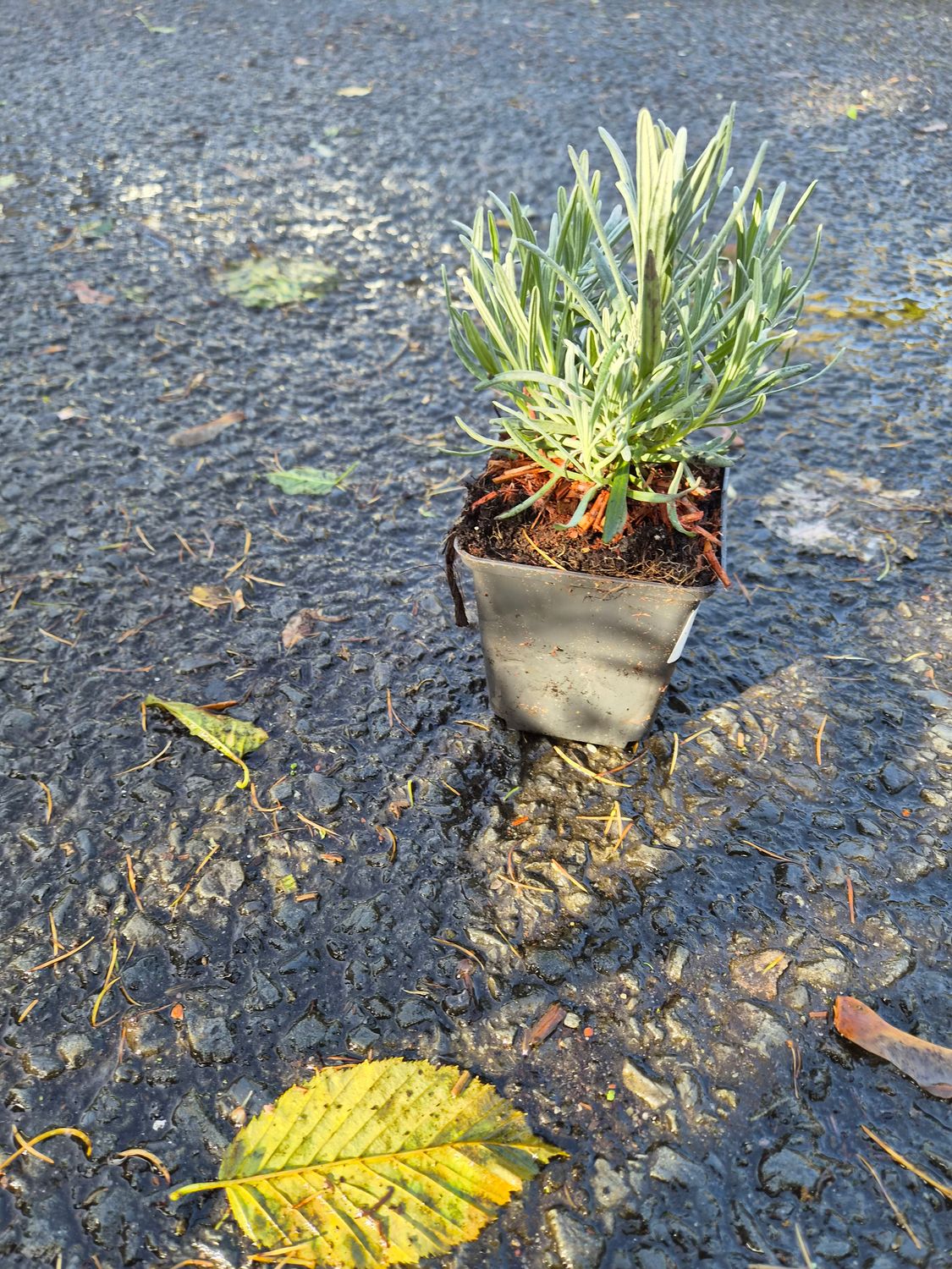 Lavender 'Grosso'. An evergreen shrub to 90 cm tall, with narrow, grey-green foliage and long-stemmed, very aromatic, deep bluish-purple flower heads in summer.