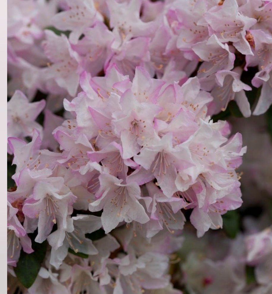 Rhododendron 'Ginny Gee'. A spreading dwarf evergreen shrub to 60 cm tall. With dark foliage and bright rose-pink buds opening in mid to late spring to small light pink flowers...