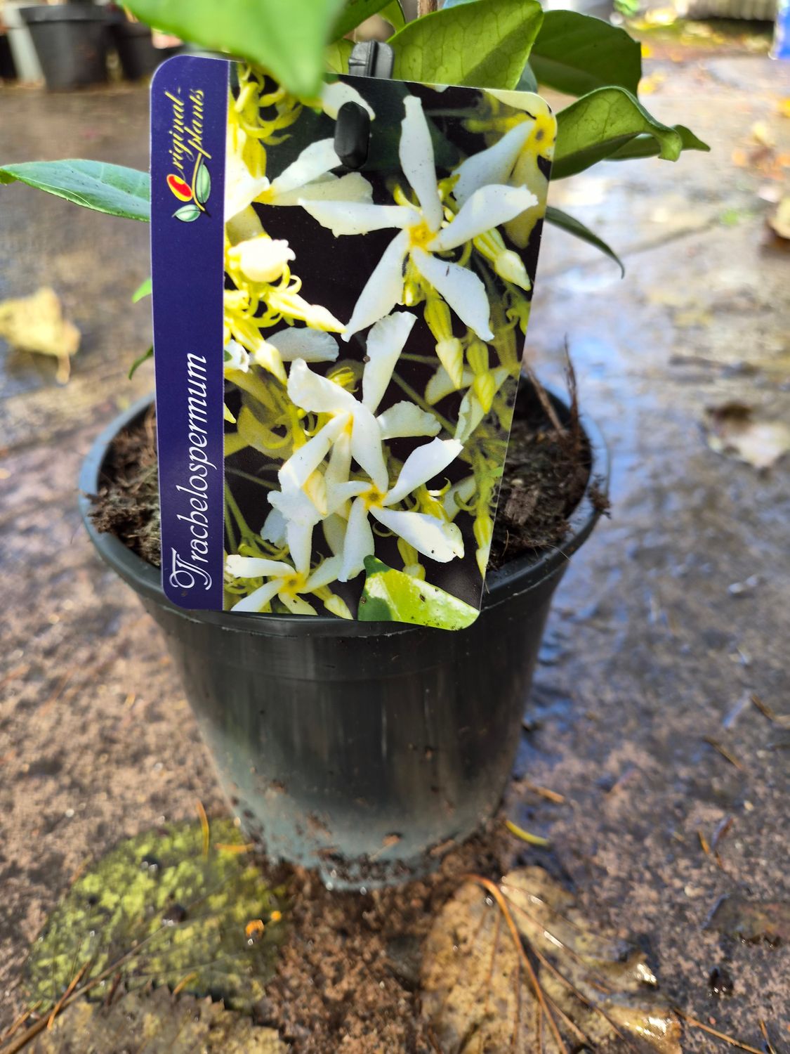 Jasmine fragrant 'Star Jasmine'
