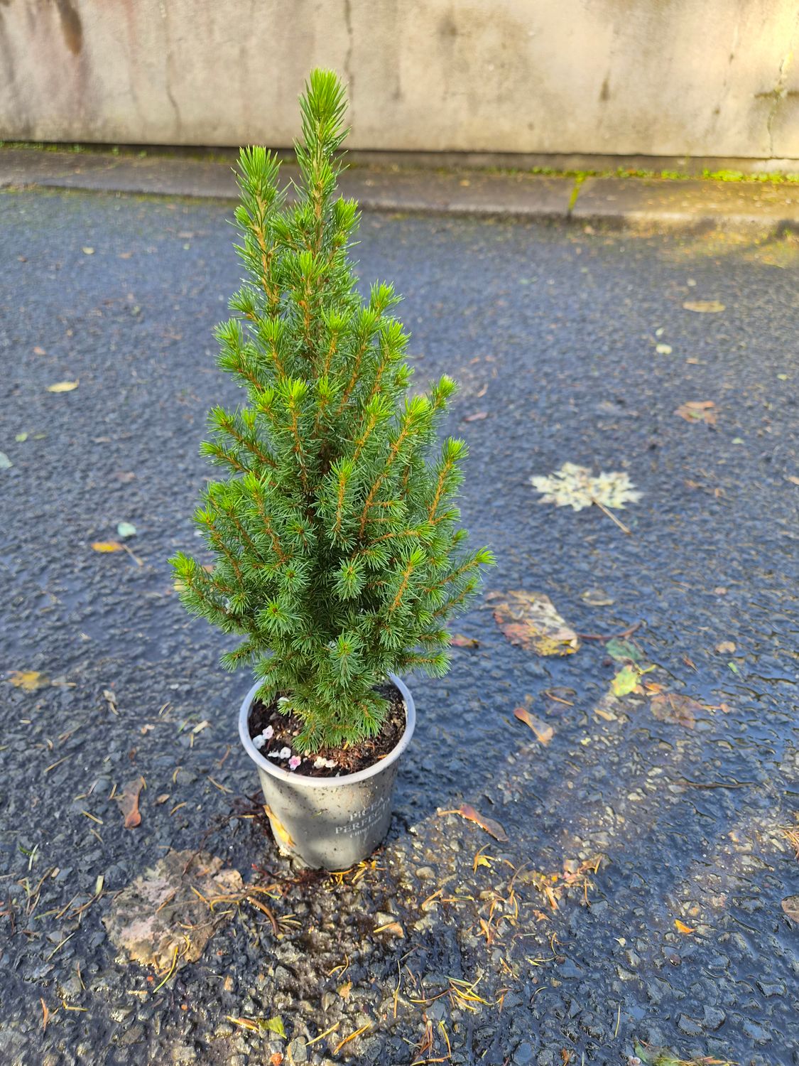 Picea gl. 'Conica Perfecta'