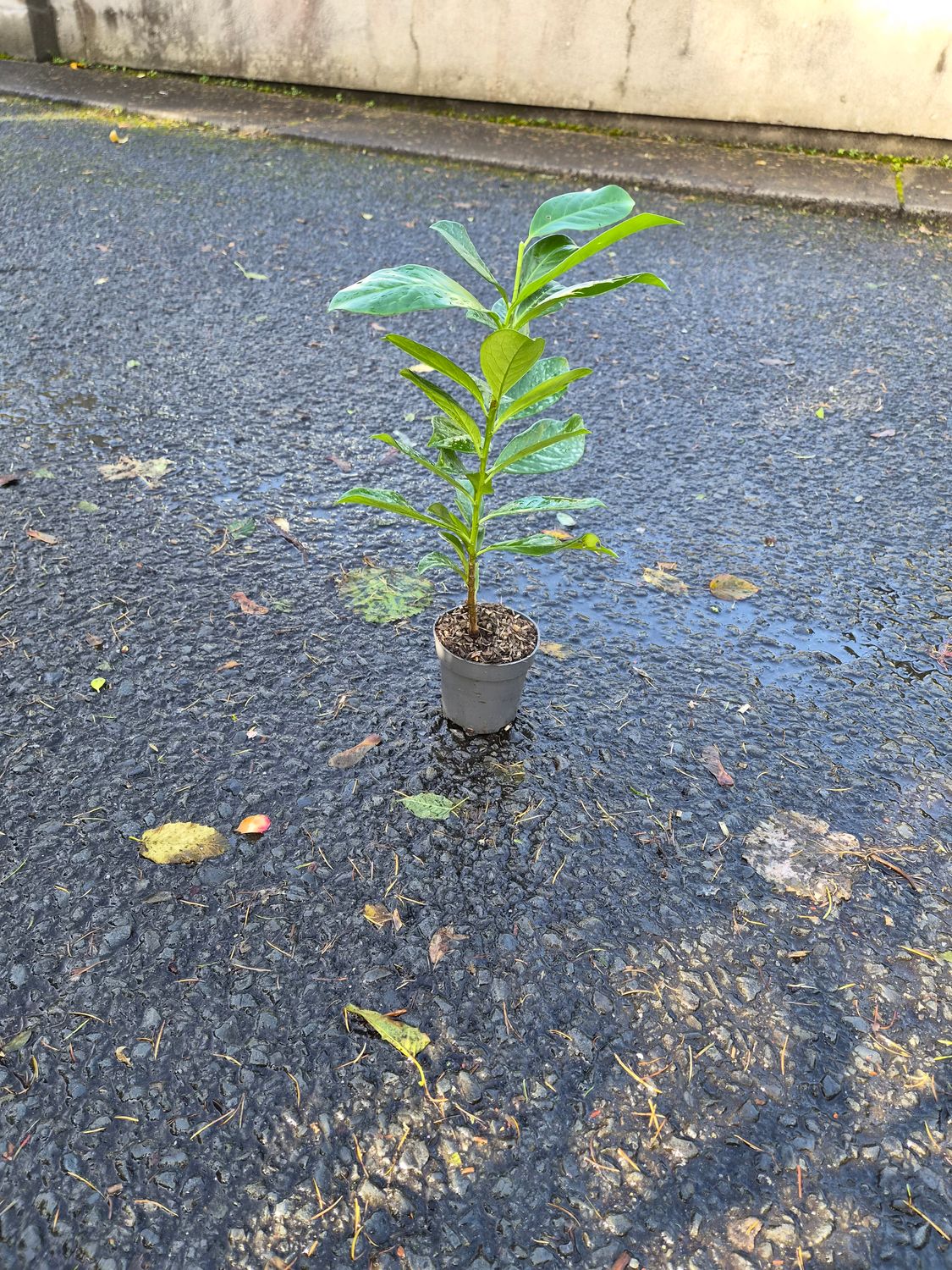 Prunus Laur. 'Novita'