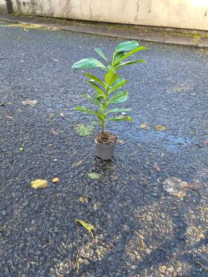 Prunus Laur. 'Novita'
