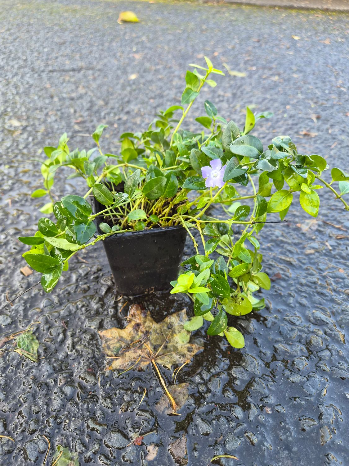 Vinca Minor