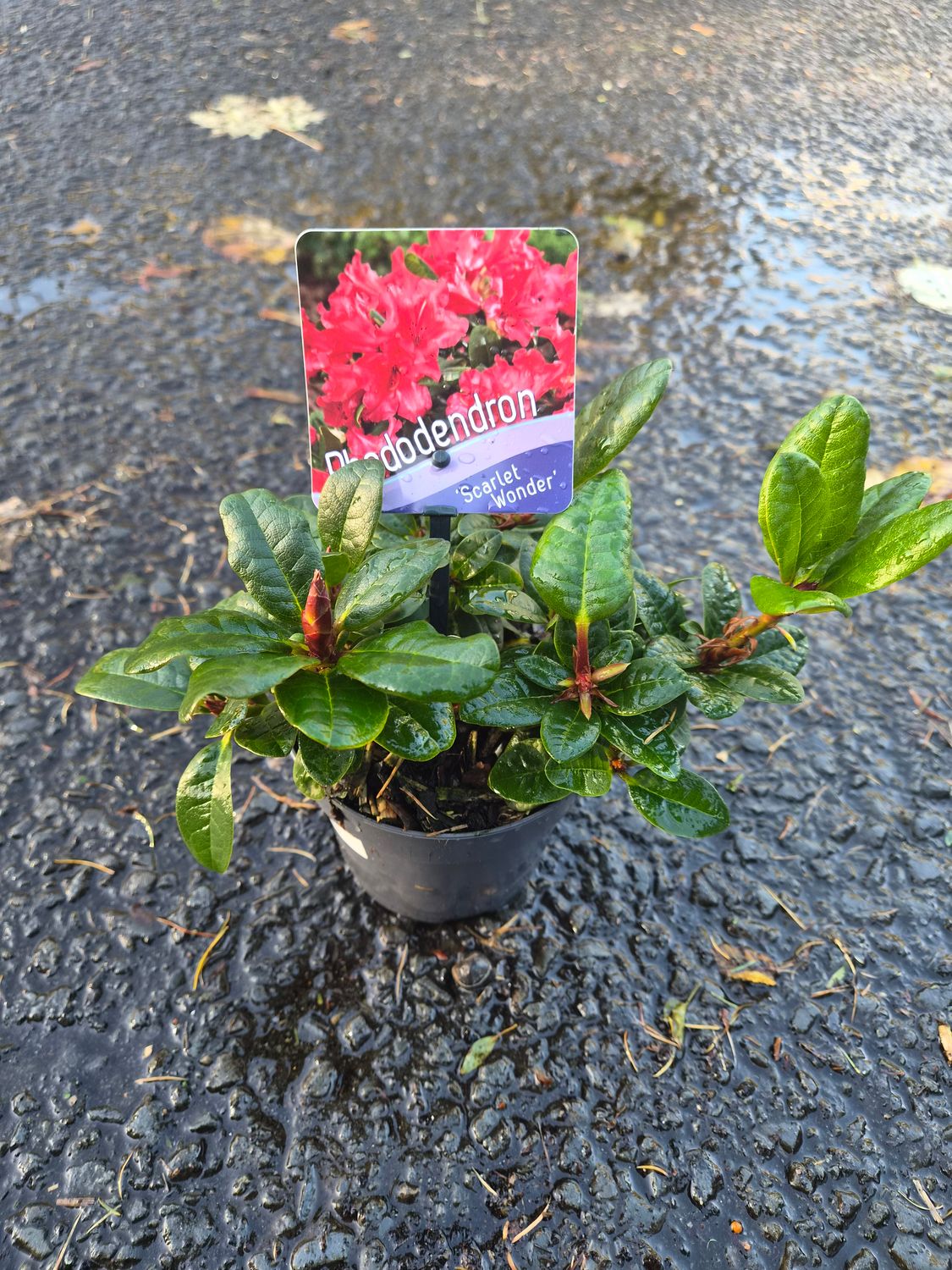 Rhododendron ' Scarlet Wonder'