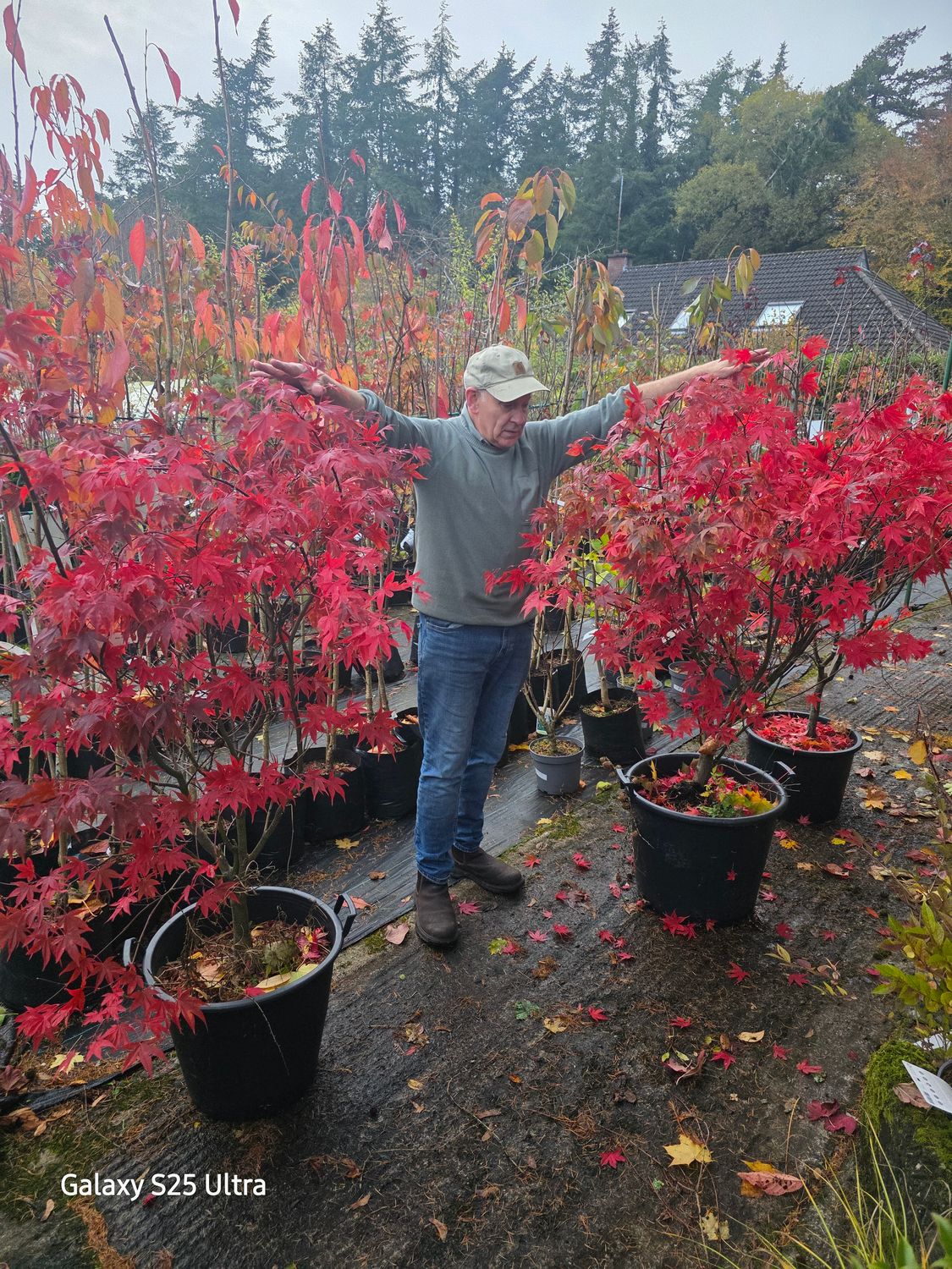 Acer Ozakazuki XL  ..strong and bushy