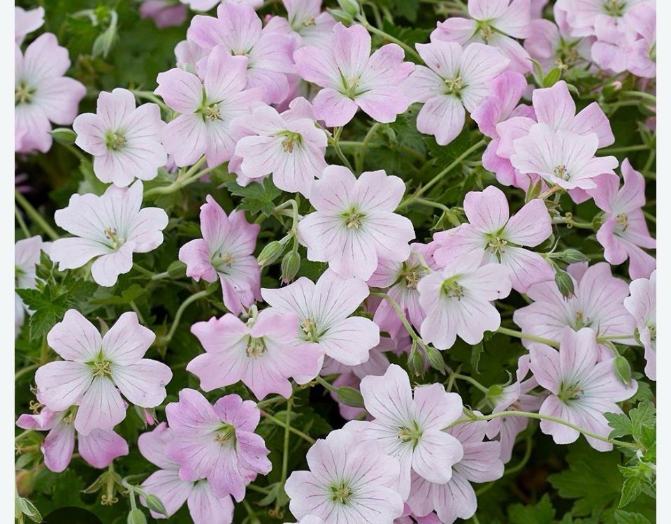Geranium “Dreamland” Carpeting plant . Pink flowers non stop from May until October. Perfect spreading to cover soil in beds or on banks . Winter hardy and lasts for years.
