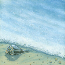 Seashell Surf