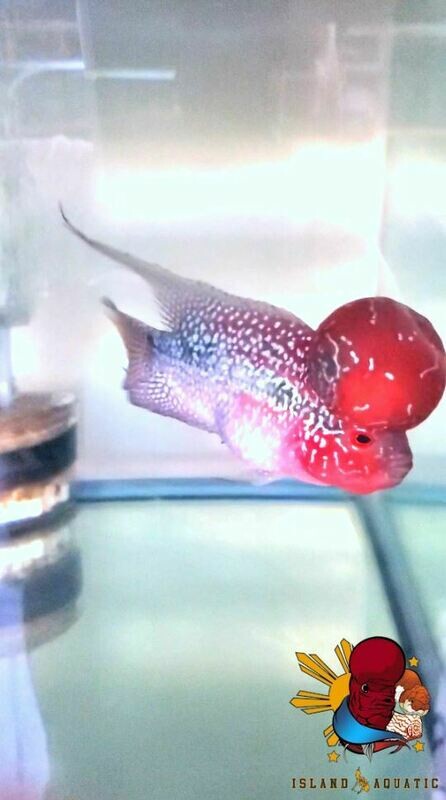 Flowerhorn Show Grade Competition Ready WYSWYG Flowerhorn Show Grade Competition Ready WYSWYG