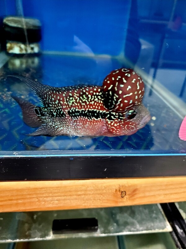 Red Flowerhorn 4.0 inch WYSWYG Red Flowerhorn 4.0 inch WYSWYG