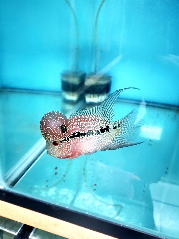 Red Flowerhorn 4.0 Red Flowerhorn 4.0